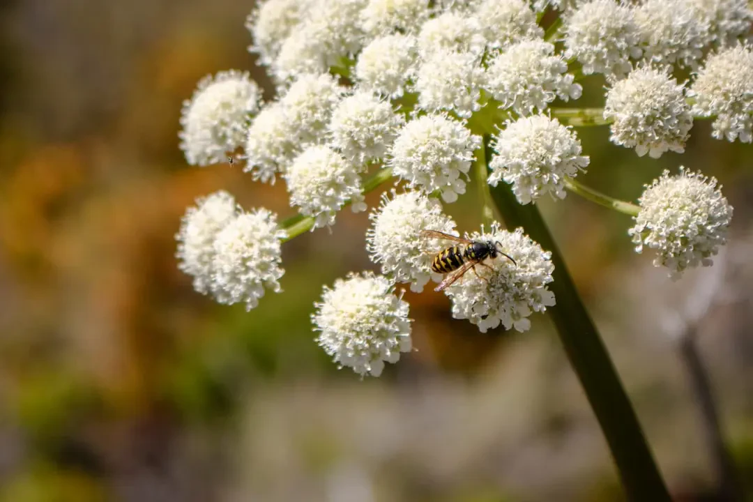 Cách chăm sóc hoa Bạch Chỉ