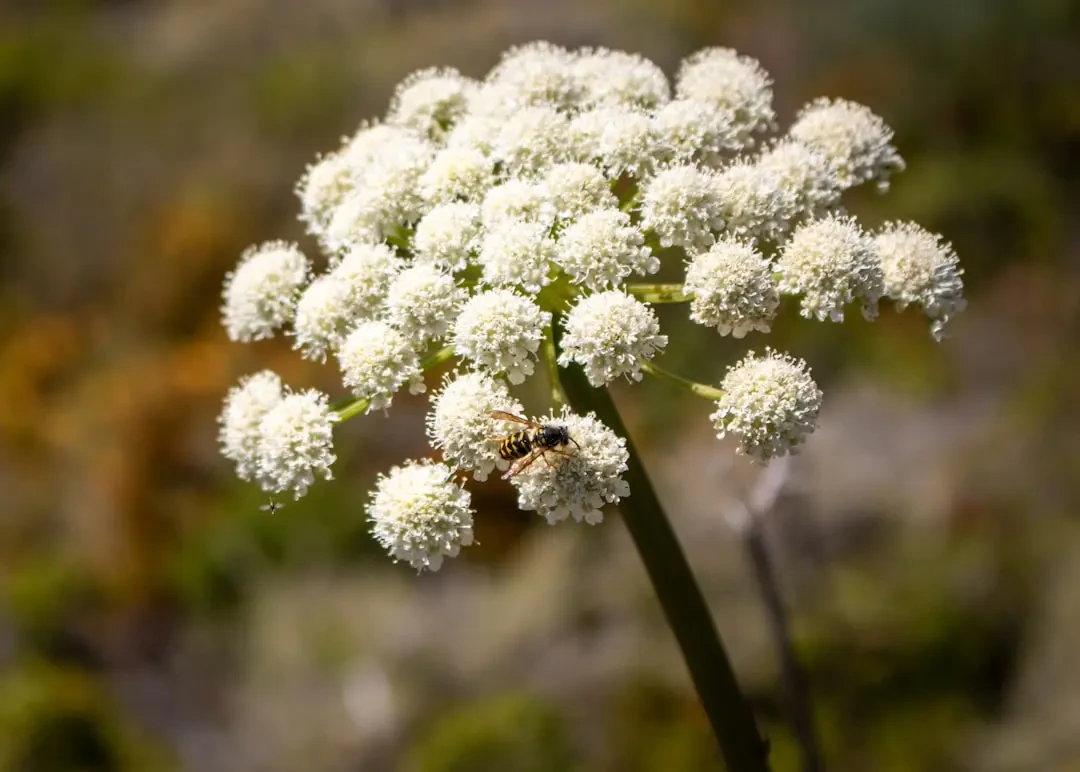 Hình ảnh hoa Bạch Chỉ đẹp
