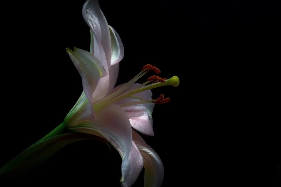 Hoa Bách Hợp mang ý nghĩa tình yêu