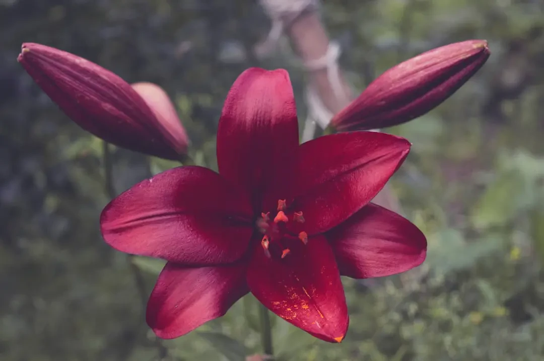 Vẻ đẹp quyến rũ của hoa Bách Hợp Tím