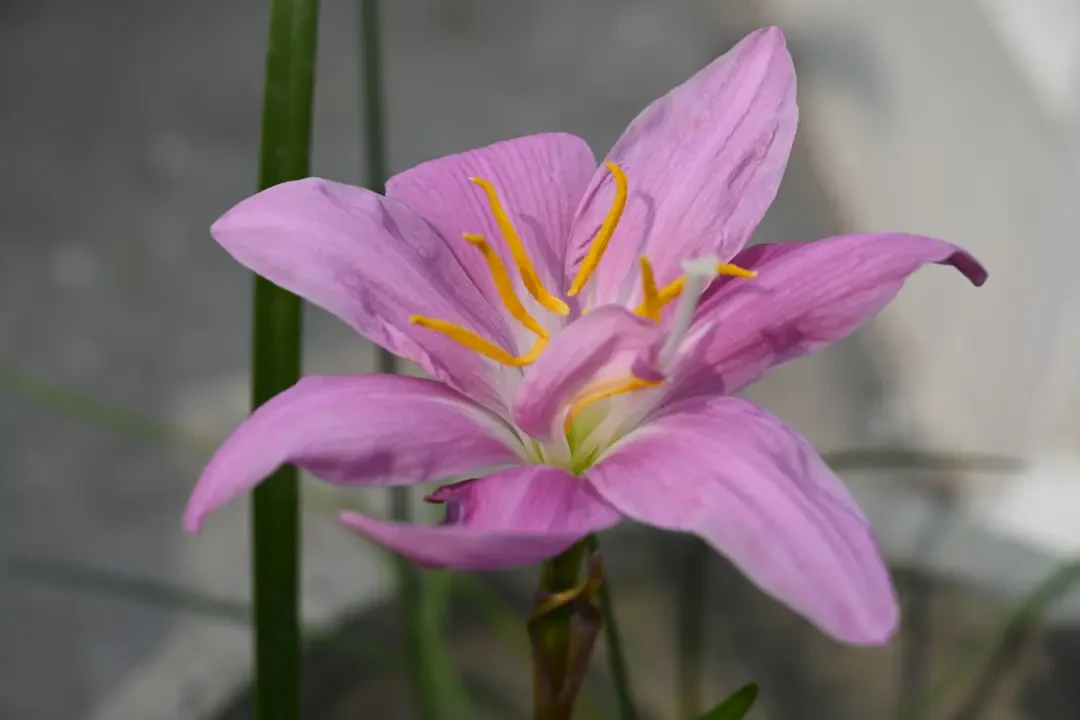 Hoa Bách Hợp Tím - biểu tượng tình yêu thủy chung