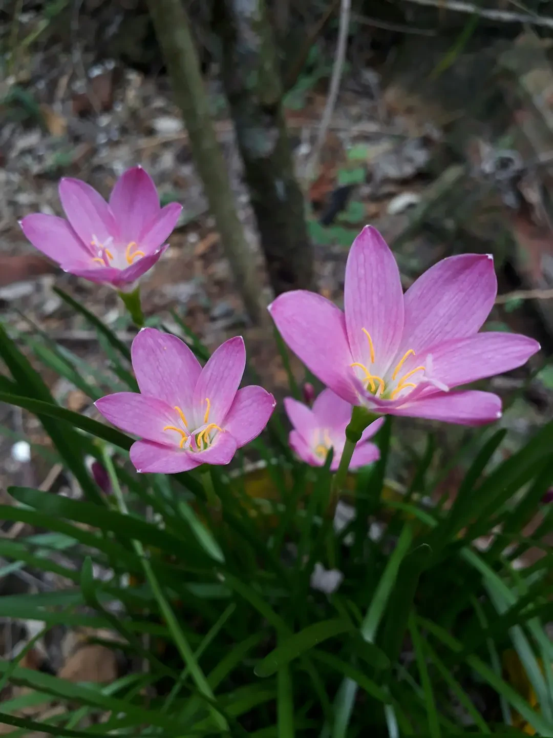 Cách ứng dụng hoa Bách Hợp Tím trang trí