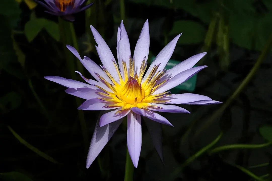 Hoa Bách Hợp Tím khoe sắc trong vườn