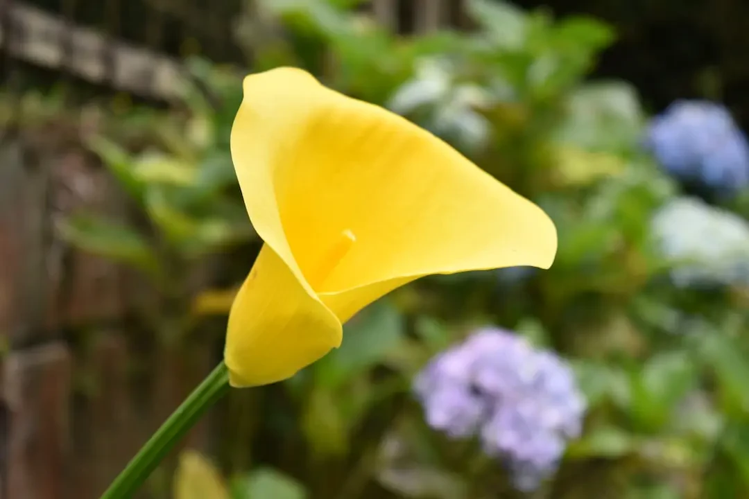 Ứng dụng hoa Bách Hợp Vàng trong đời sống