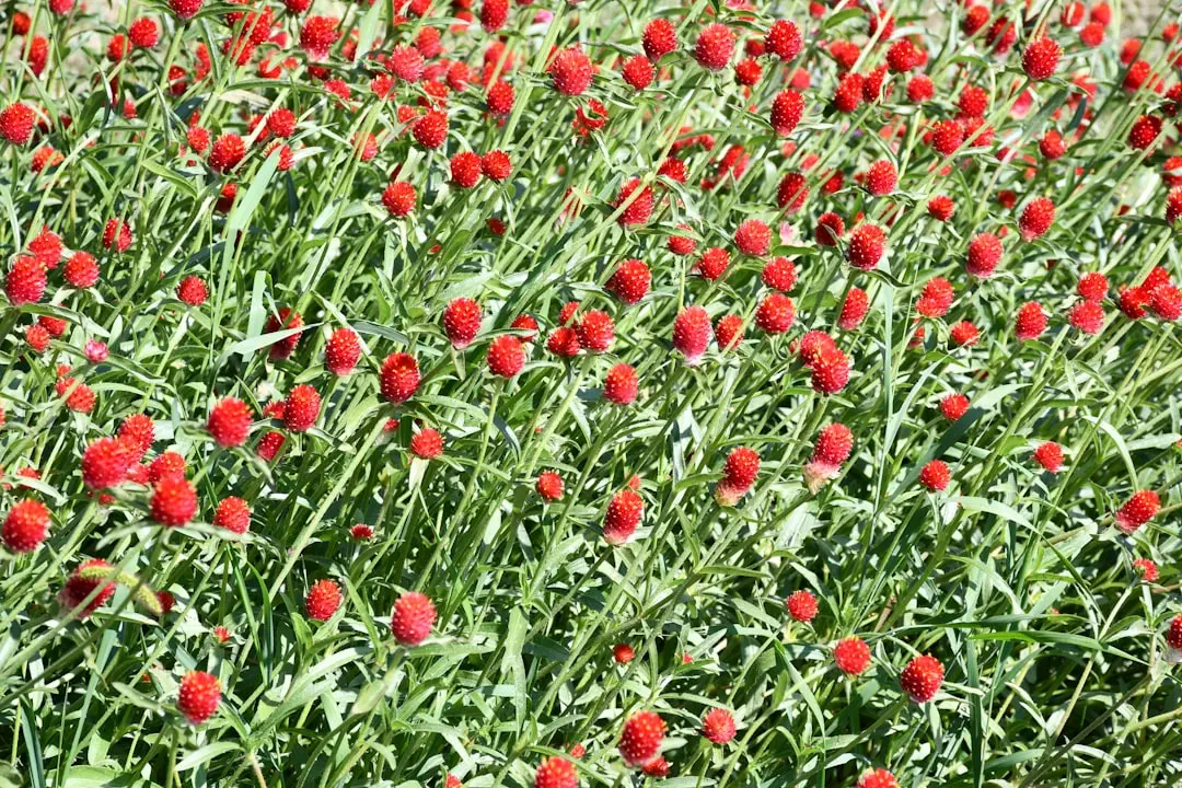 Các sắc thái màu sắc của hoa Bách Nhật Hồng rực rỡ