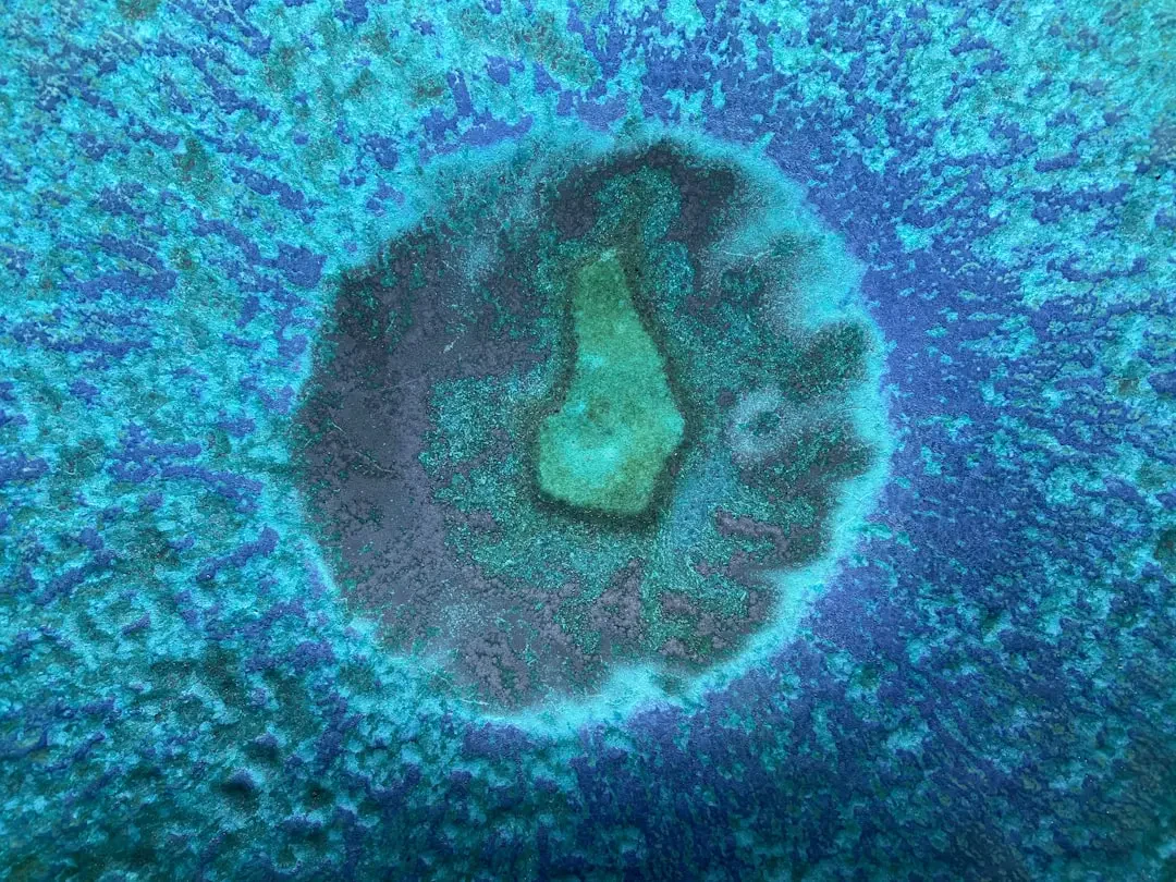 Cận cảnh những bông hoa Bách Nhật Hồng nhỏ xinh và rực rỡ