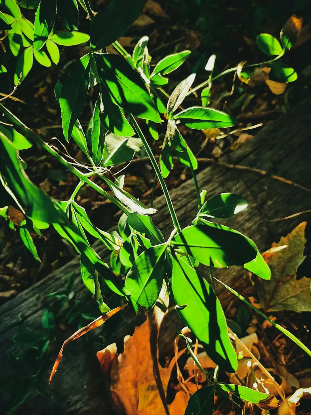 Hoa Bàng Vuông nở rộ