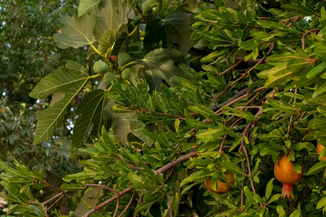 Cận cảnh hoa Bàng Vuông và nhụy hoa