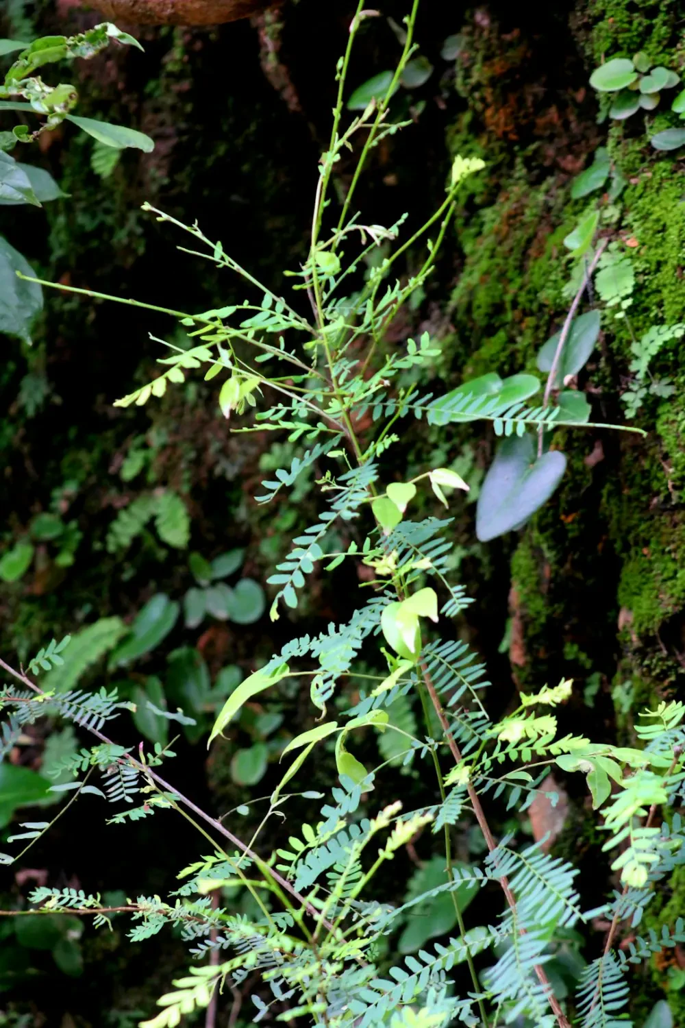 Cây Bàng Vuông trong tự nhiên