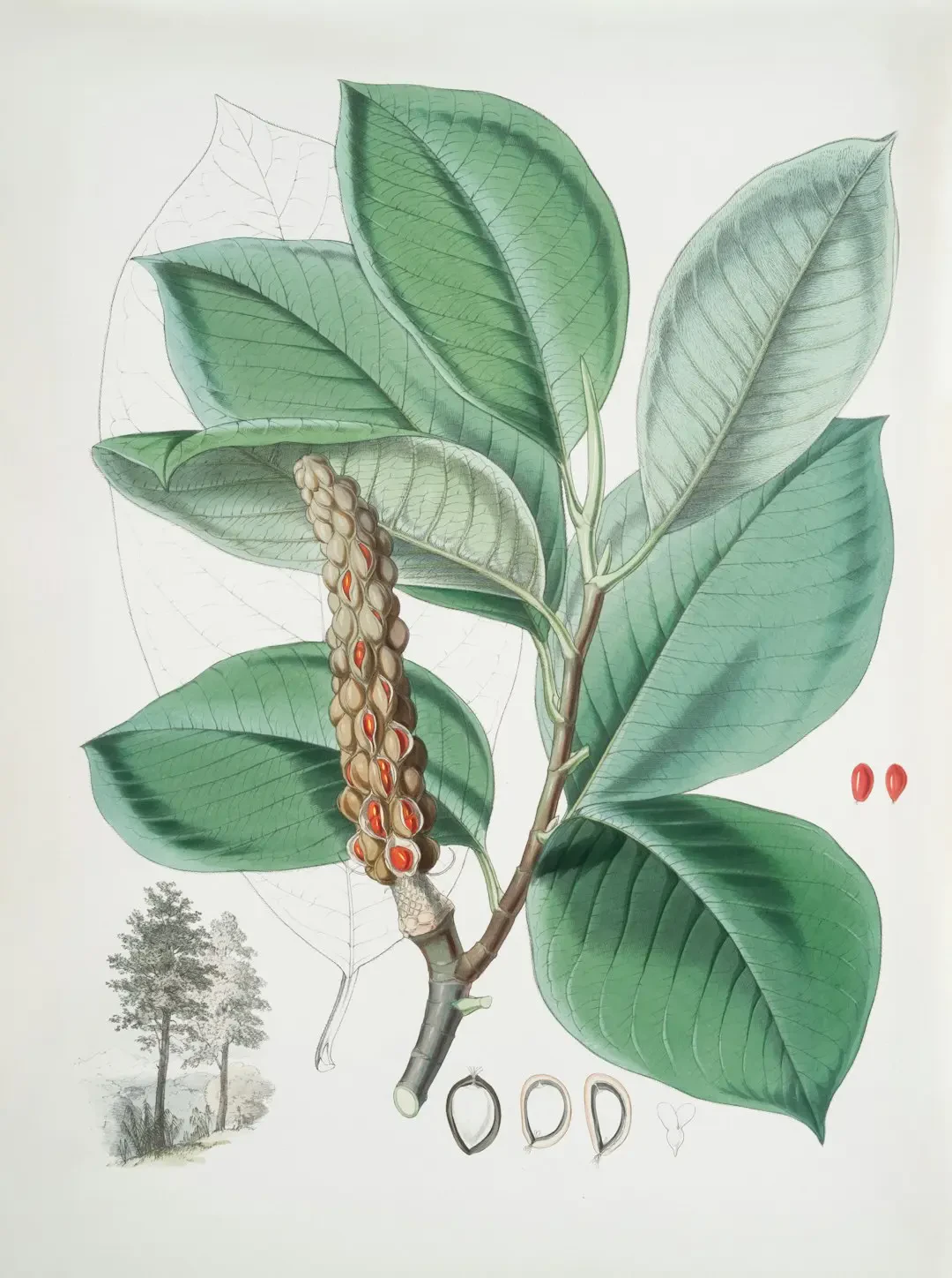 Cây Bàng Vuông với lá xanh tươi