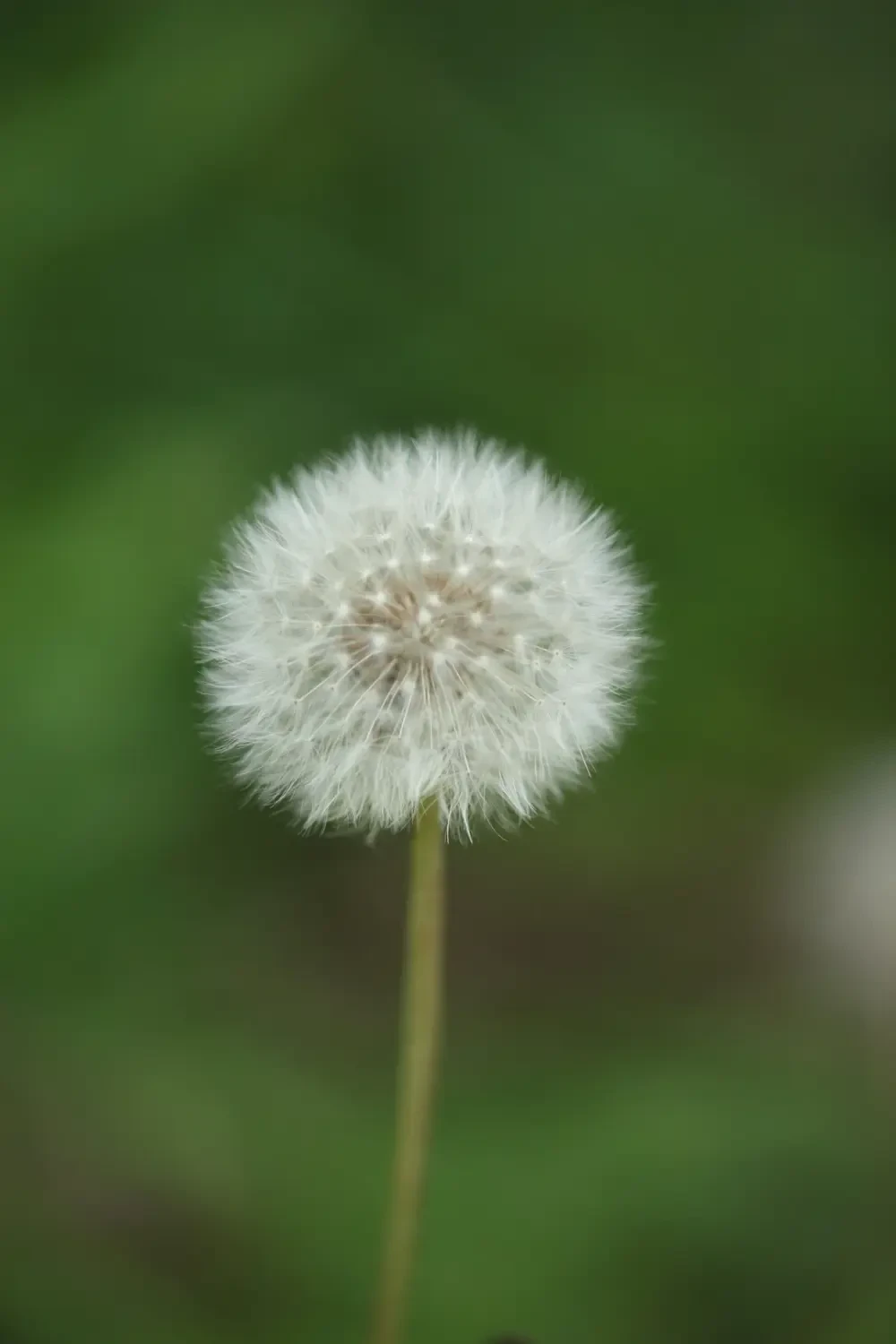 Hạt Bồ Công Anh Trắng bay trong gió