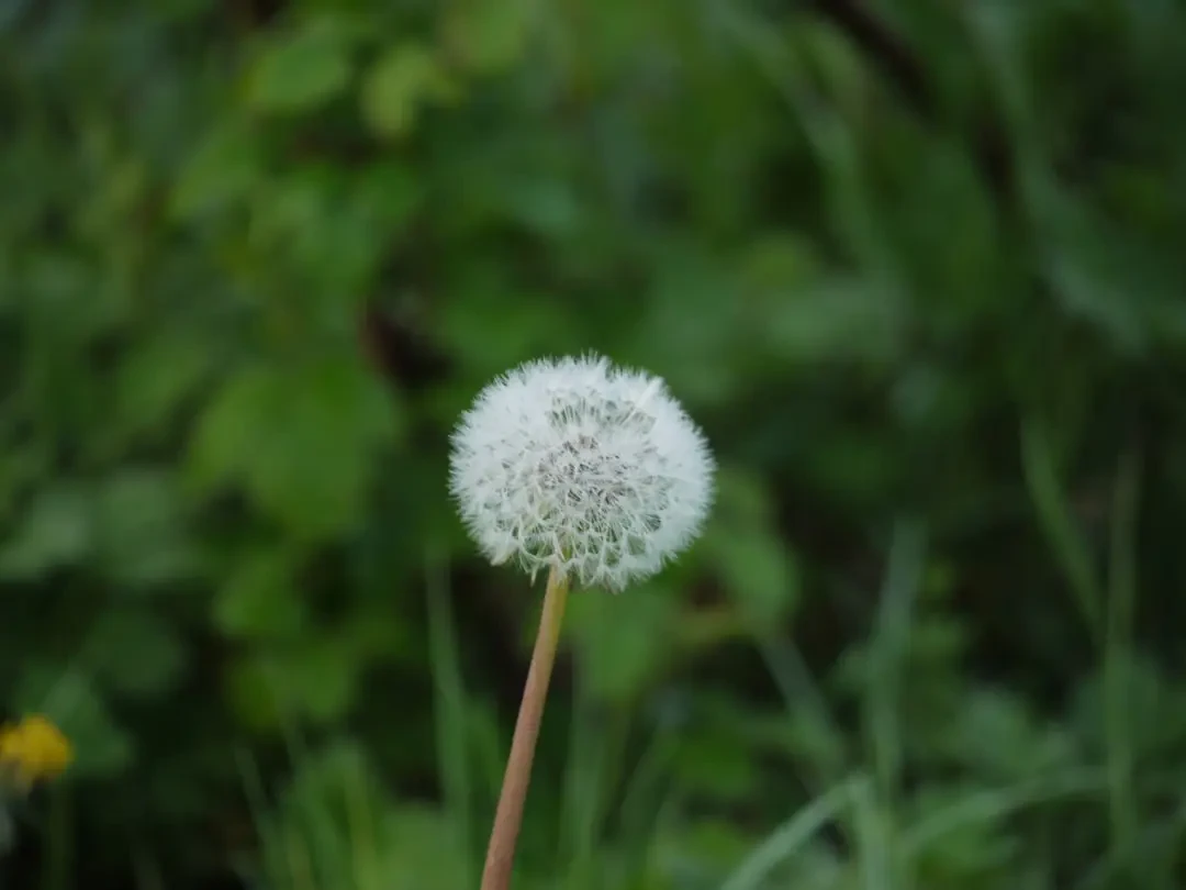 Bồ Công Anh Trắng và những ước mơ bay bổng
