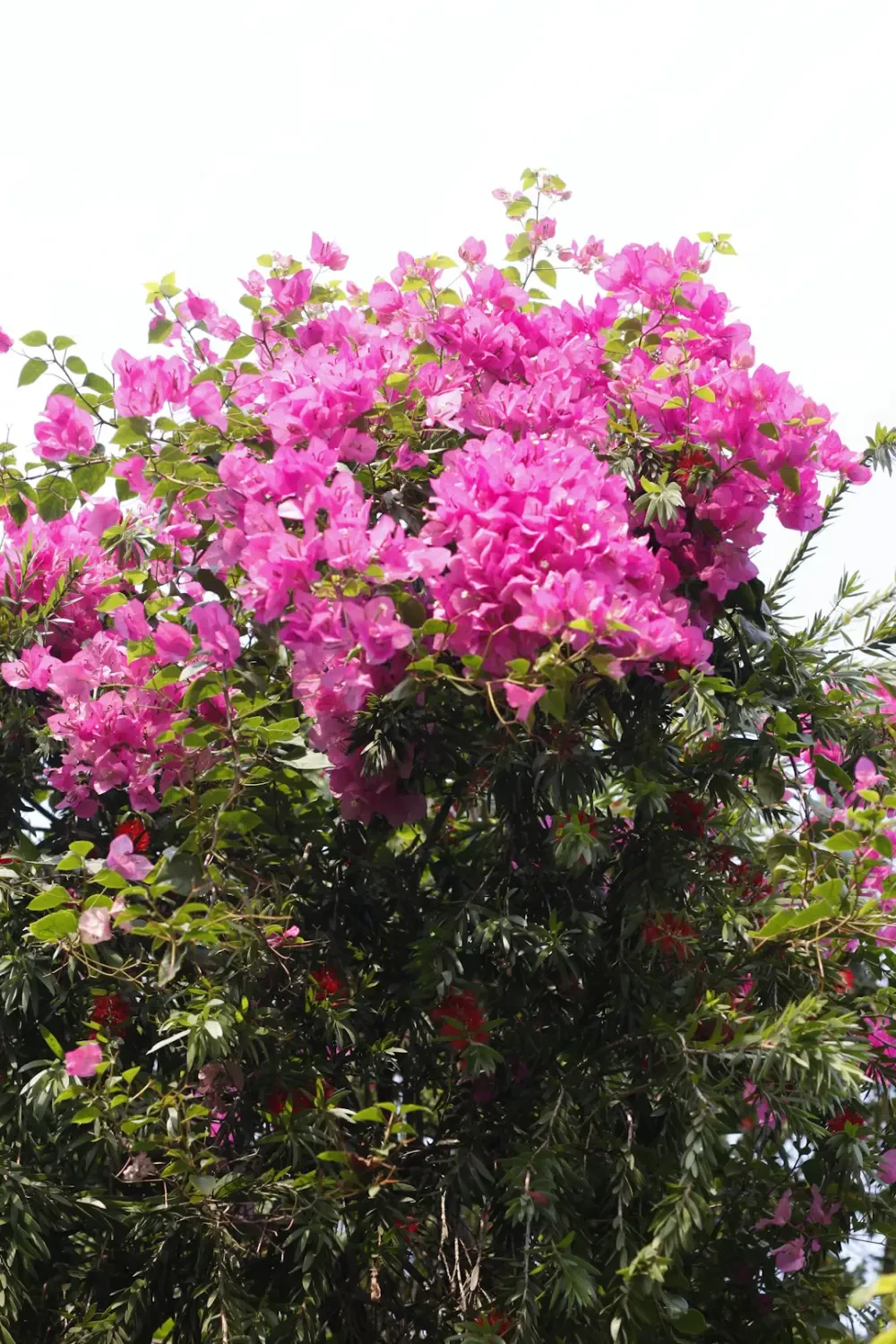 Hướng dẫn chăm sóc hoa Bông Giấy