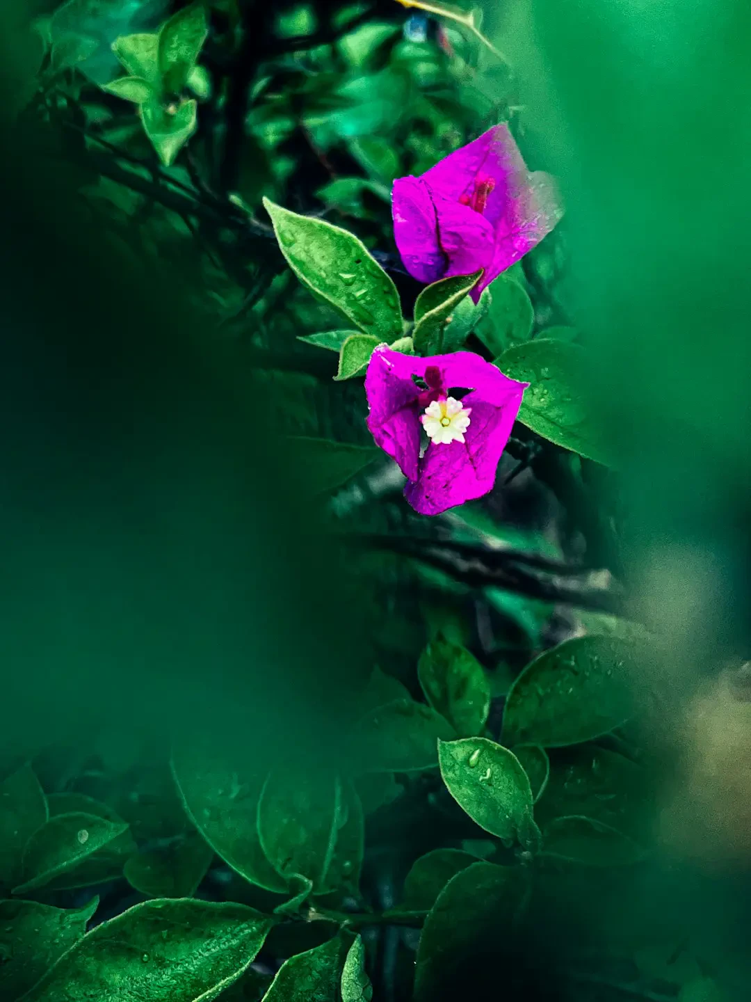 FAQ về hoa Bông Giấy