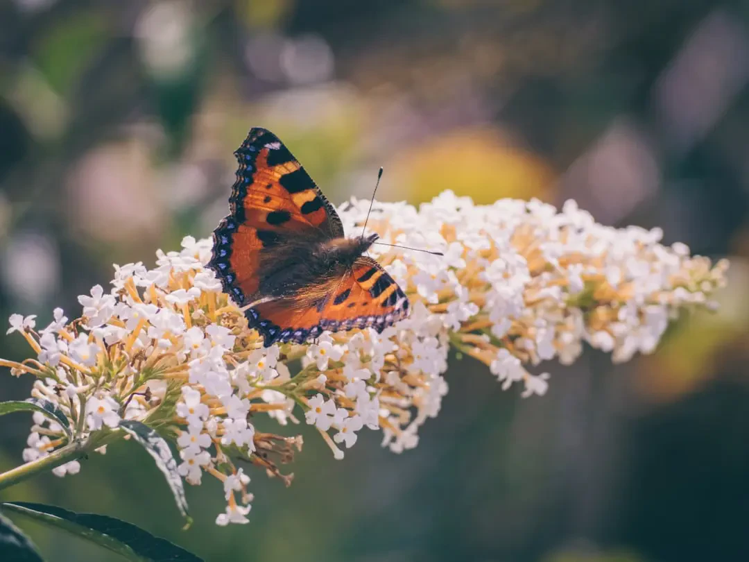 Chăm sóc hoa Bướm tươi lâu