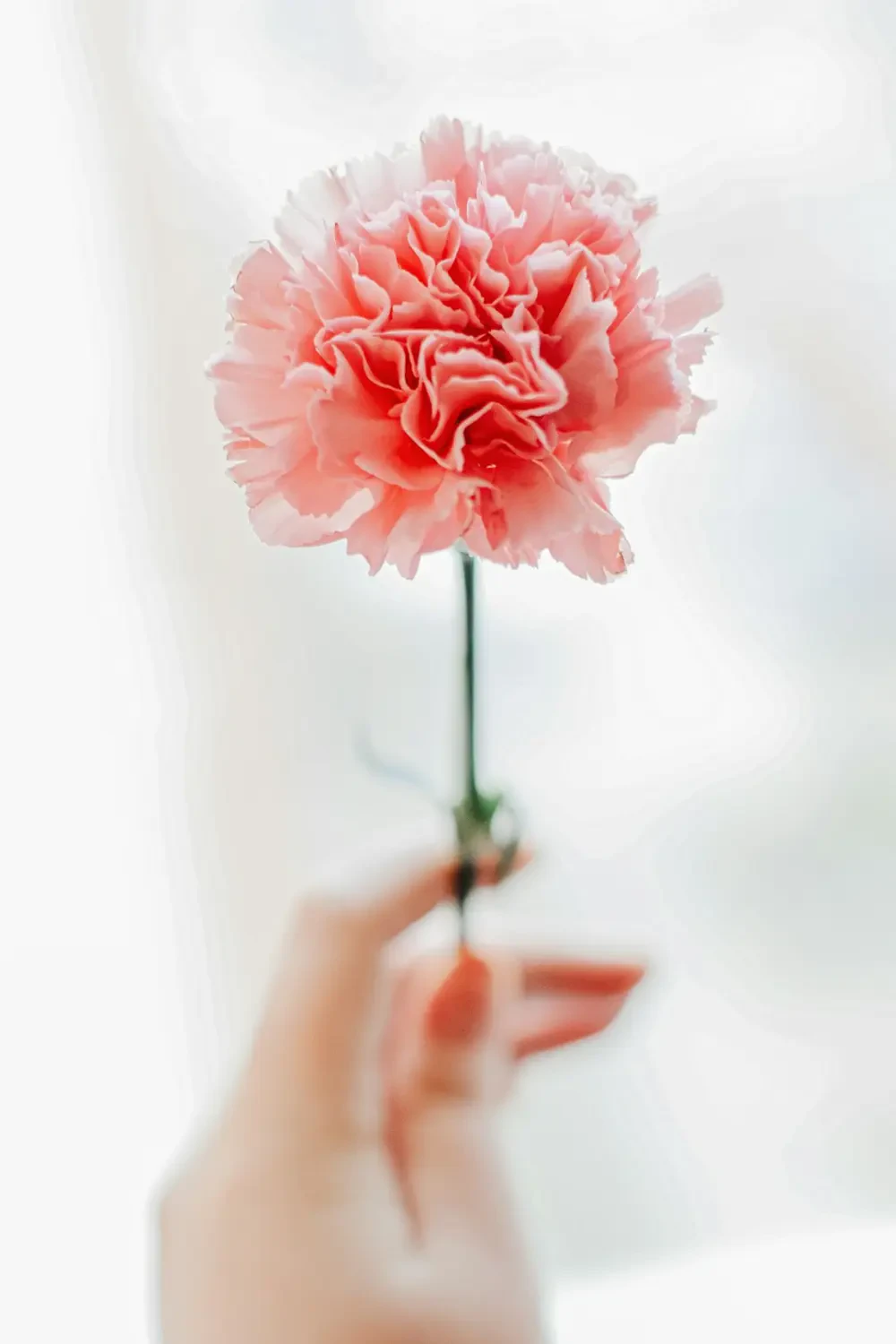 Hình ảnh bó hoa Cẩm Chướng nhiều màu sắc