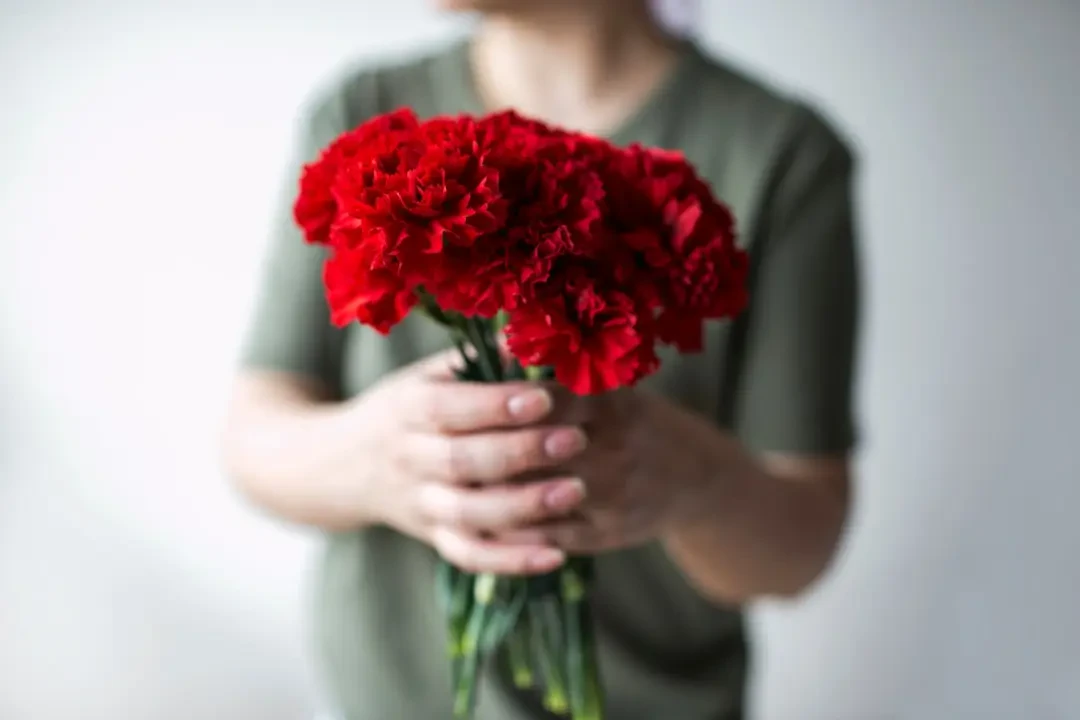 Hoa Cẩm Chướng Đỏ tươi thắm