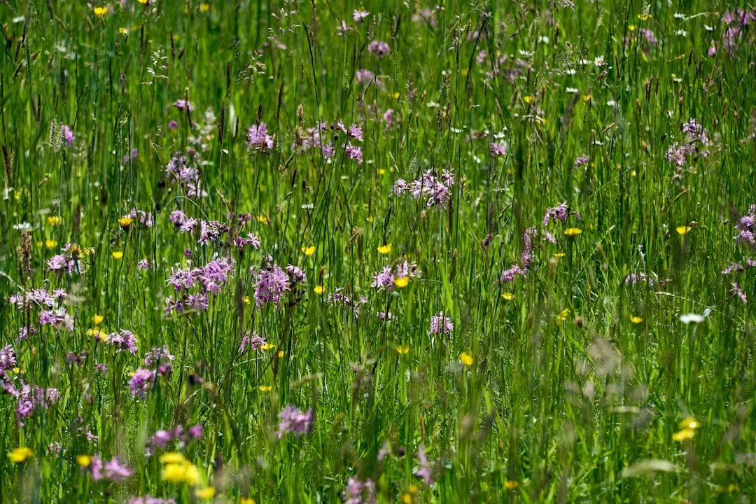 Bó hoa Cẩm Chướng Đơn nhiều màu