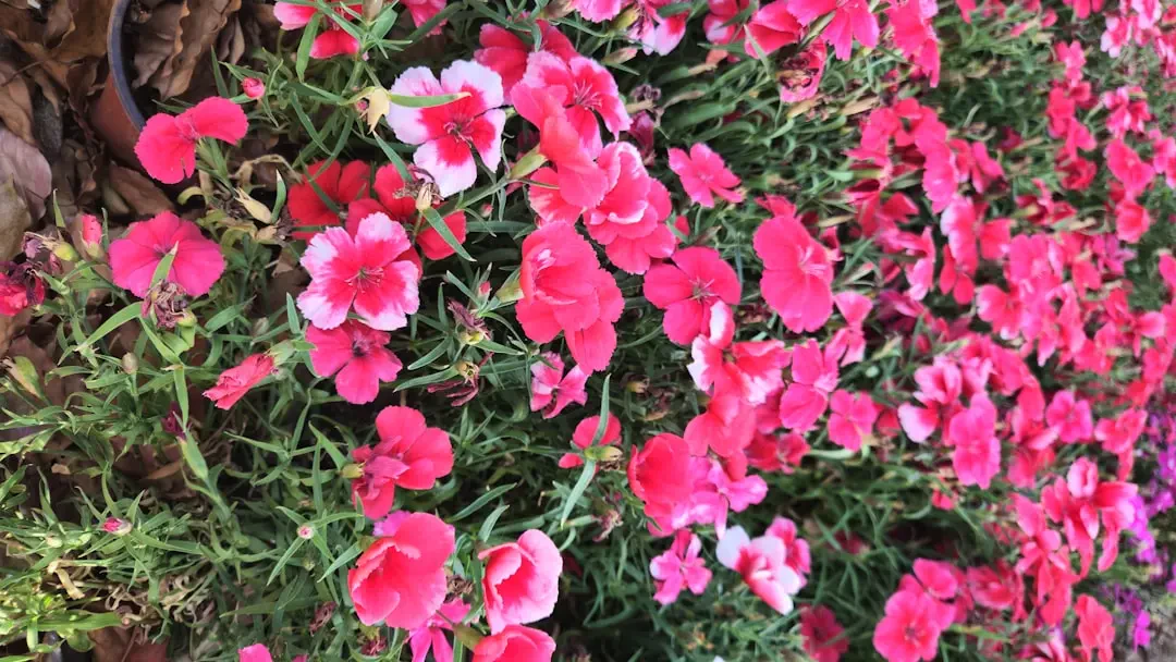 Giỏ hoa Cẩm Chướng Đơn tươi thắm