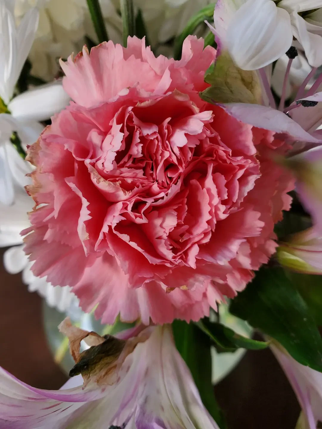 Vẻ đẹp duyên dáng của hoa cẩm chướng hồng