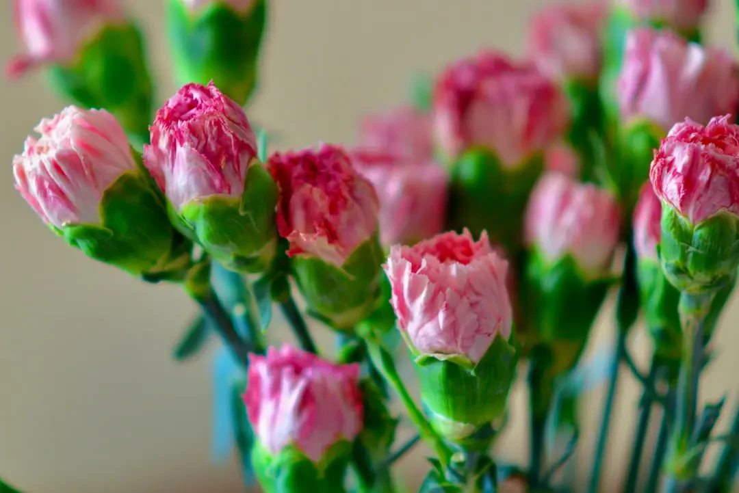 Chăm sóc hoa cẩm chướng hồng tươi lâu