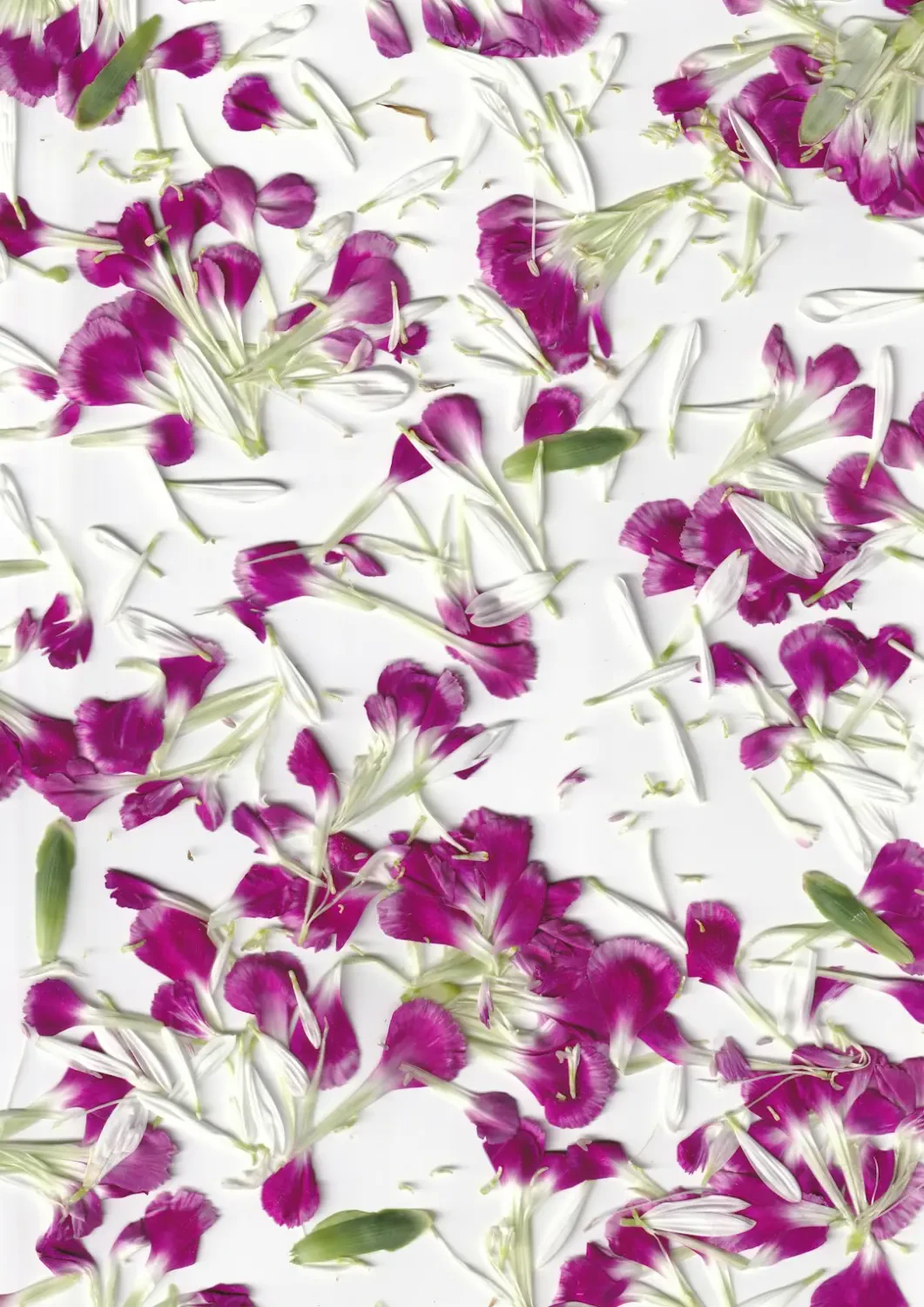 Ý nghĩa hoa Cẩm Chướng Tím theo từng sắc độ