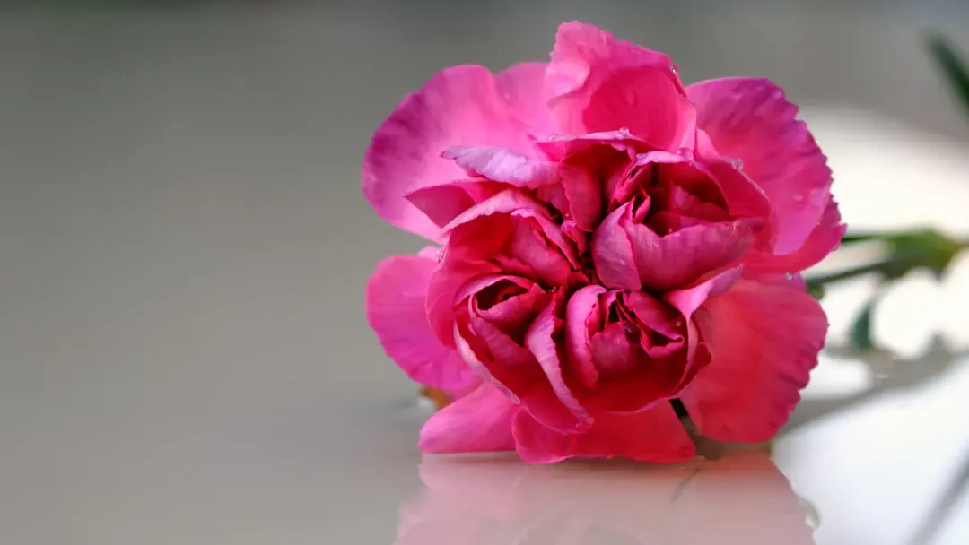 Cẩm Chướng Tím trong tình yêu và cuộc sống