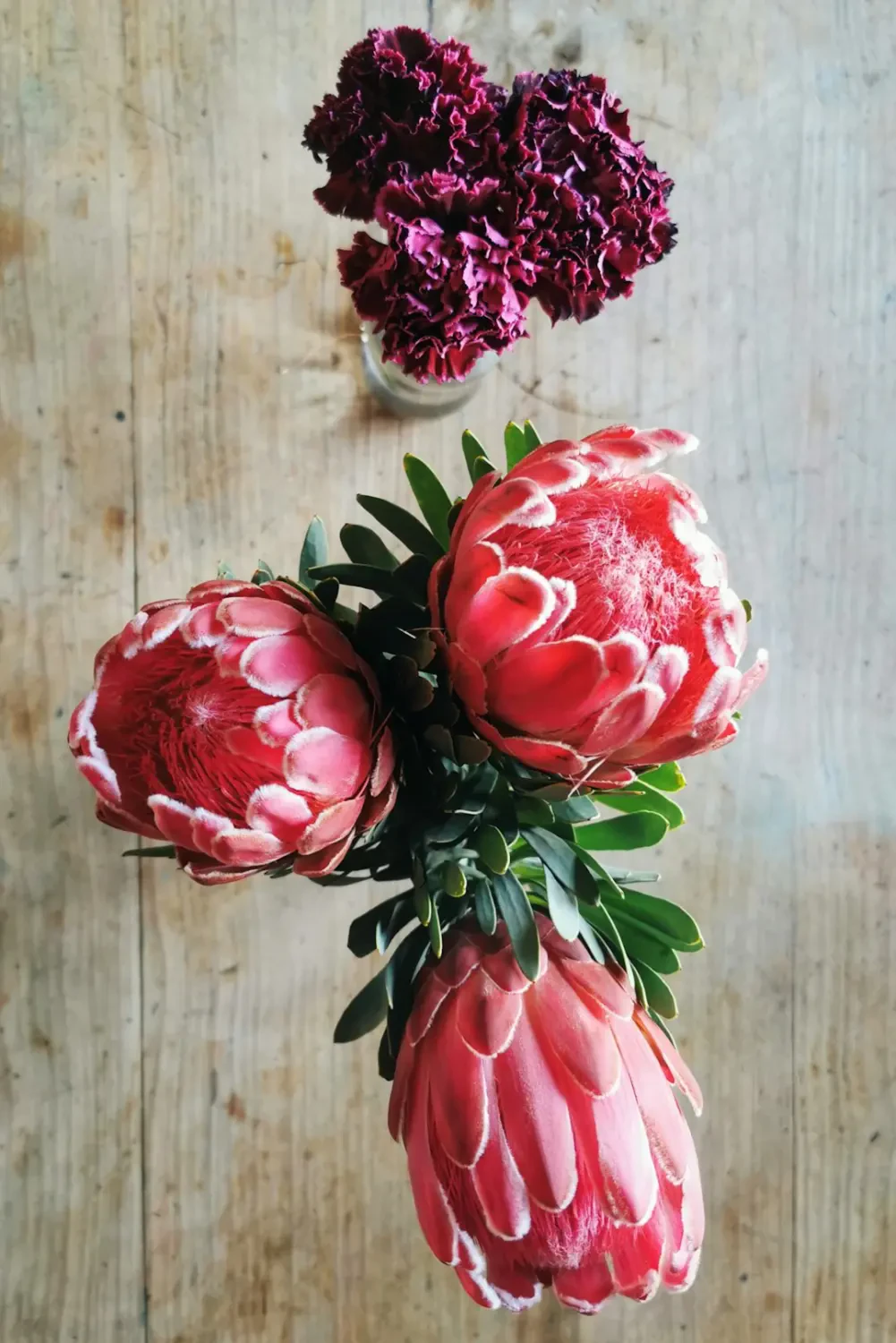 Cách chăm sóc hoa Cẩm Chướng Tím