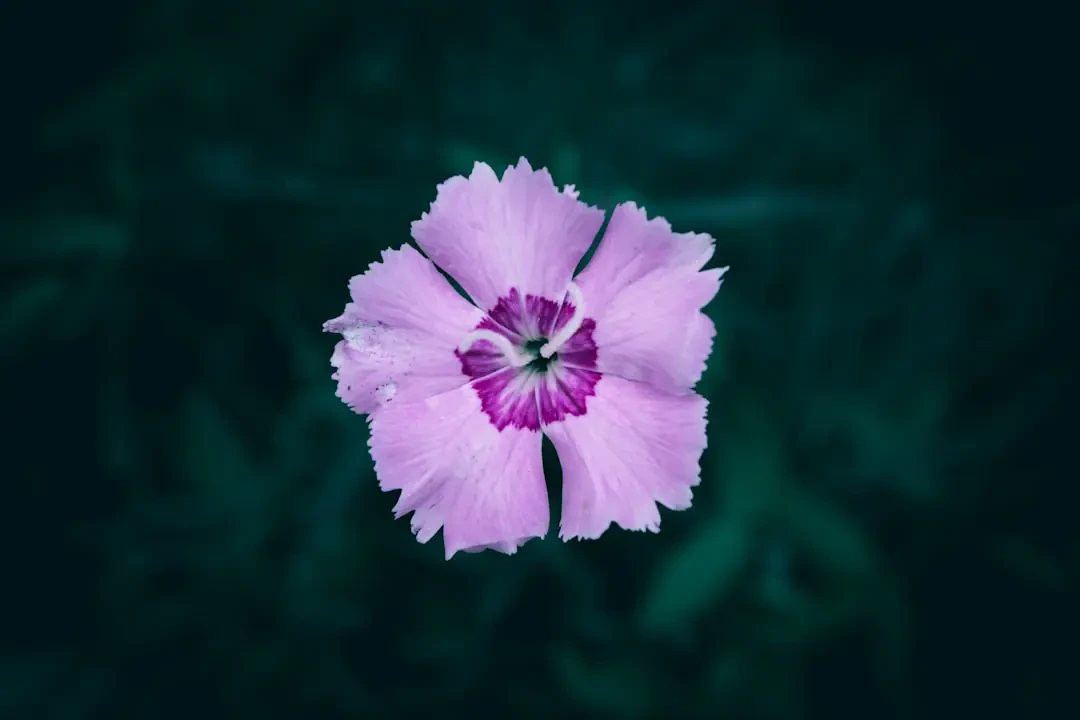 Câu hỏi thường gặp về Cẩm Chướng Tím