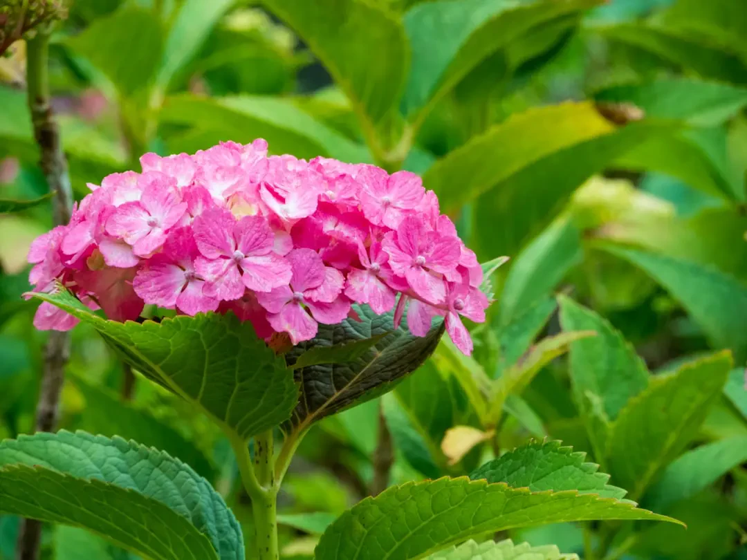 Cô dâu cầm bó hoa Cẩm Tú Cầu Hồng