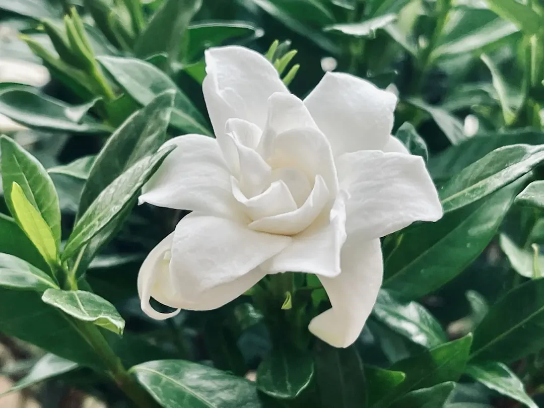 Bông hoa Chi Tử trắng muốt