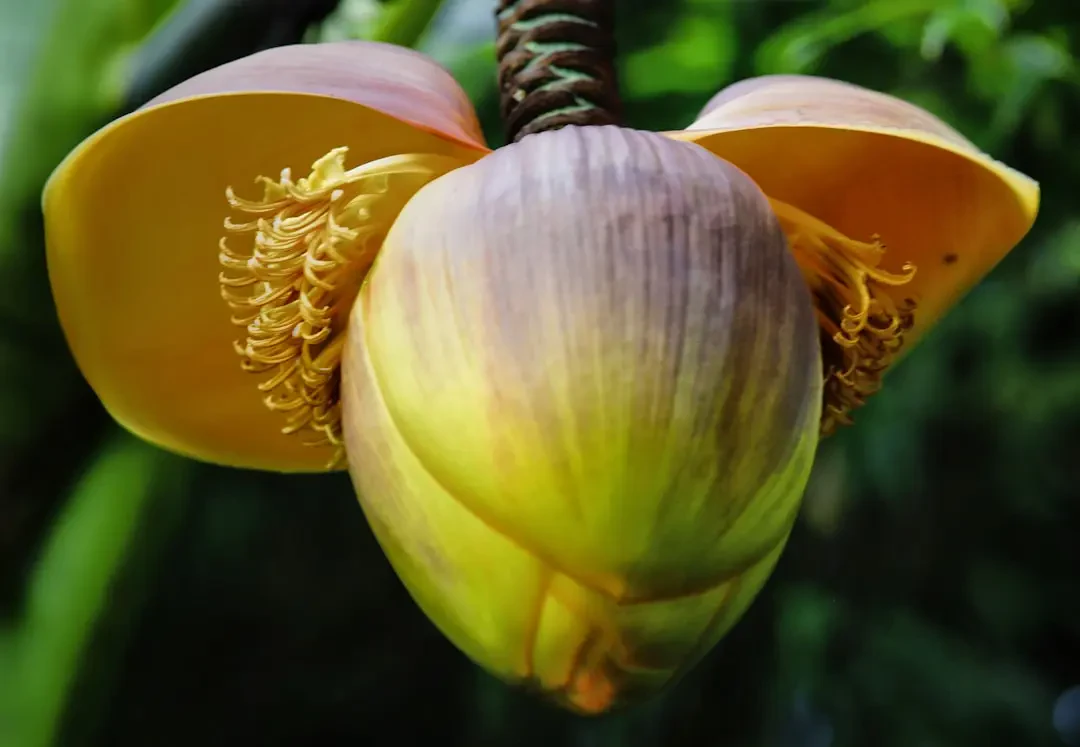 Hoa Chuối màu tím hồng