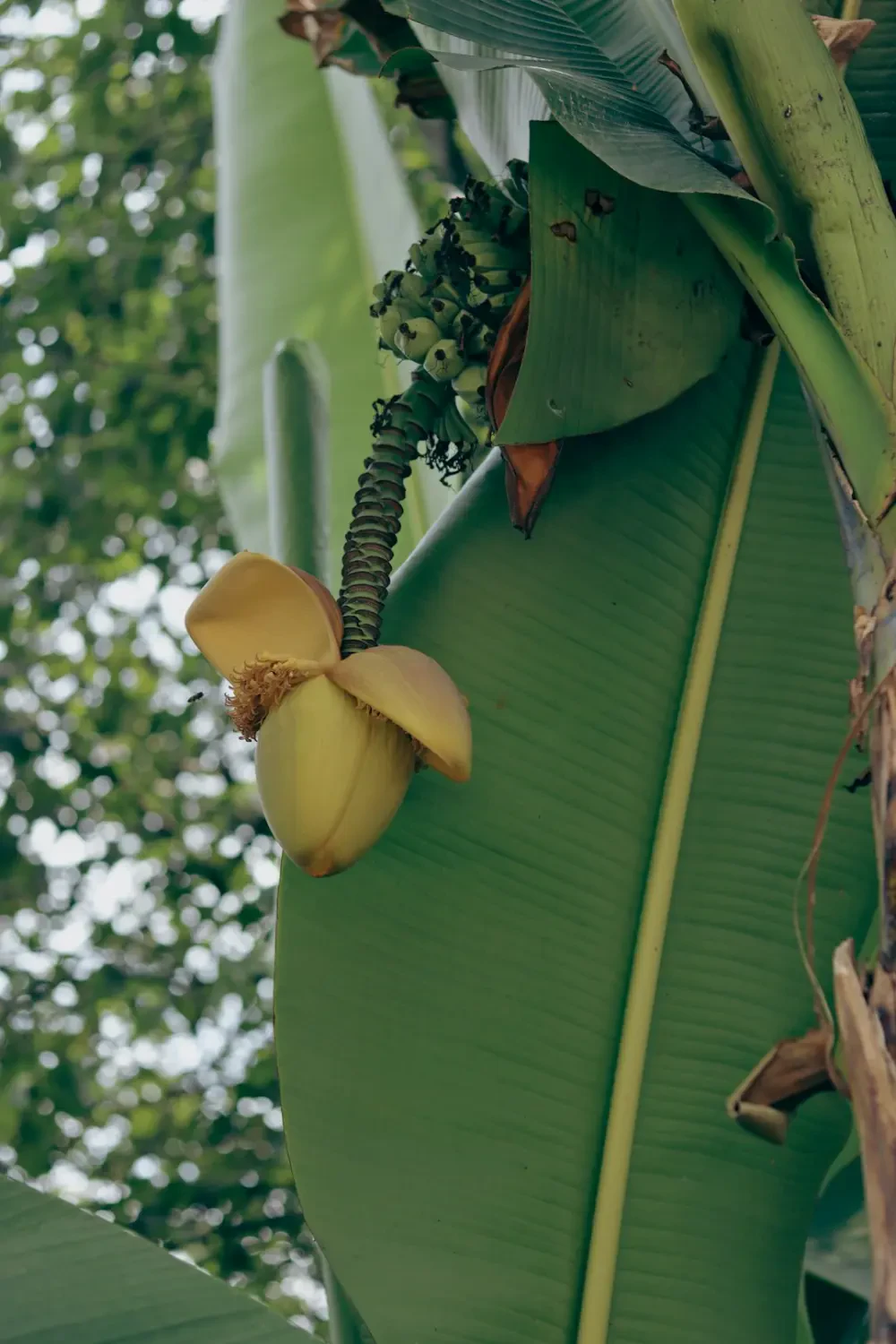 Ý nghĩa màu sắc hoa Chuối Cảnh