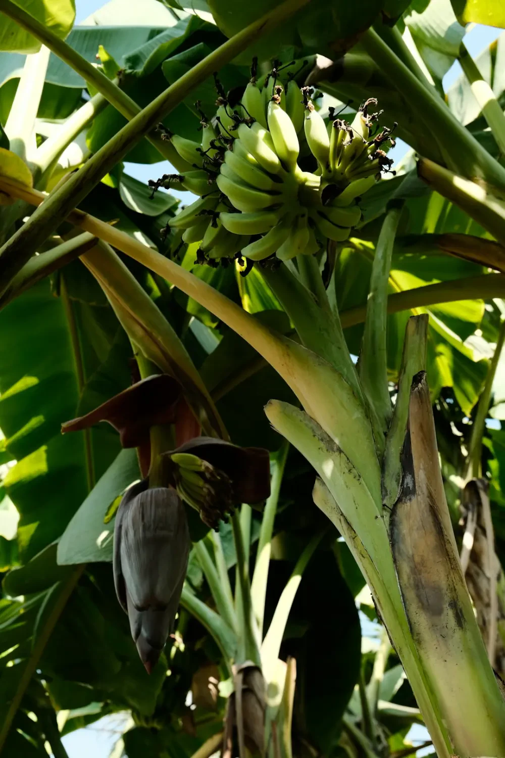 Mua hoa Chuối Cảnh ở đâu uy tín