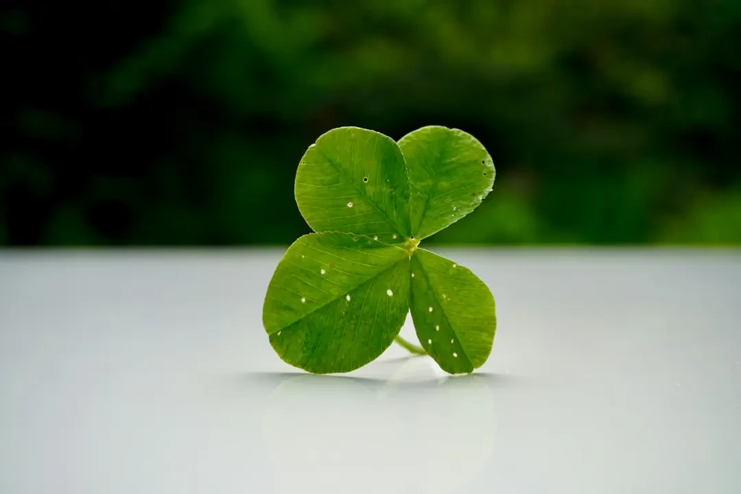 Ý Nghĩa Cỏ Bốn Lá – Nguồn Gốc, Câu Chuyện & Cách Ứng Dụng