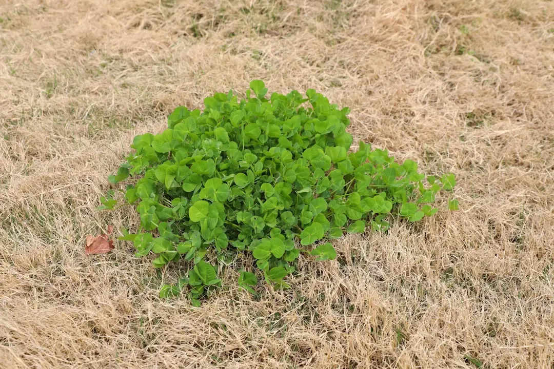 Cỏ bốn lá đặt trên cuốn sách cổ