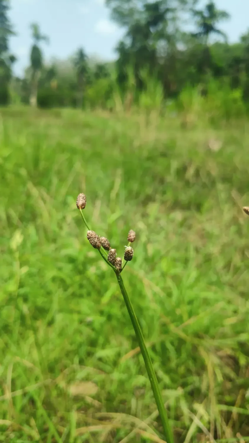 Ý Nghĩa Hoa Cỏ Gấu – Nguồn Gốc, Câu Chuyện & Cách Ứng Dụng