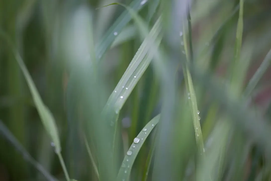 Chậu Cỏ Gấu xanh tốt