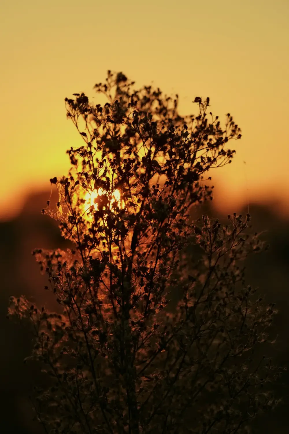 Bó hoa cưới có Cỏ Gấu