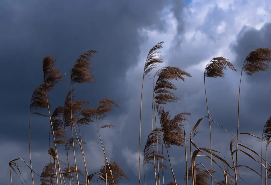 Một góc vườn có Cỏ Gấu mọc