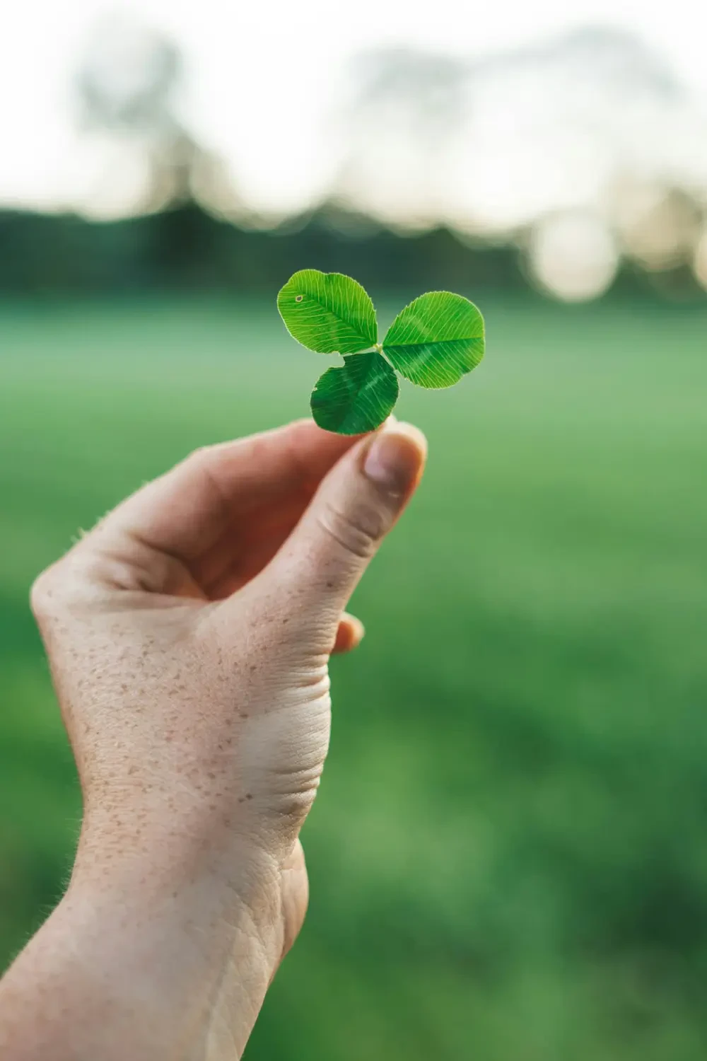 Ưu điểm và hạn chế của Cỏ May Mắn