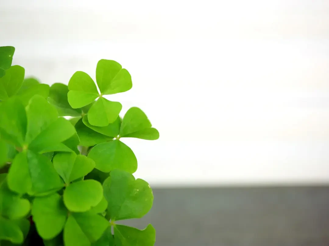 Câu hỏi thường gặp về Cỏ May Mắn
