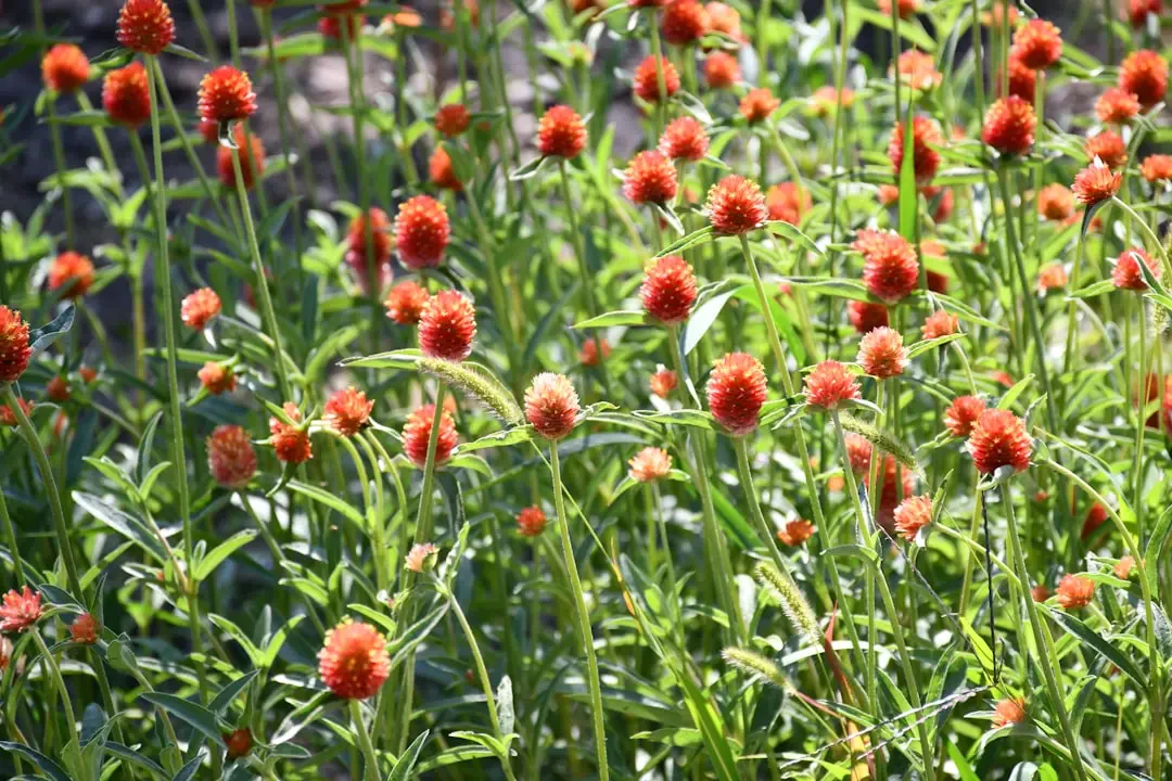 Hoa Cúc Bách Nhật – Nguồn Gốc, Câu Chuyện & Cách Ứng Dụng