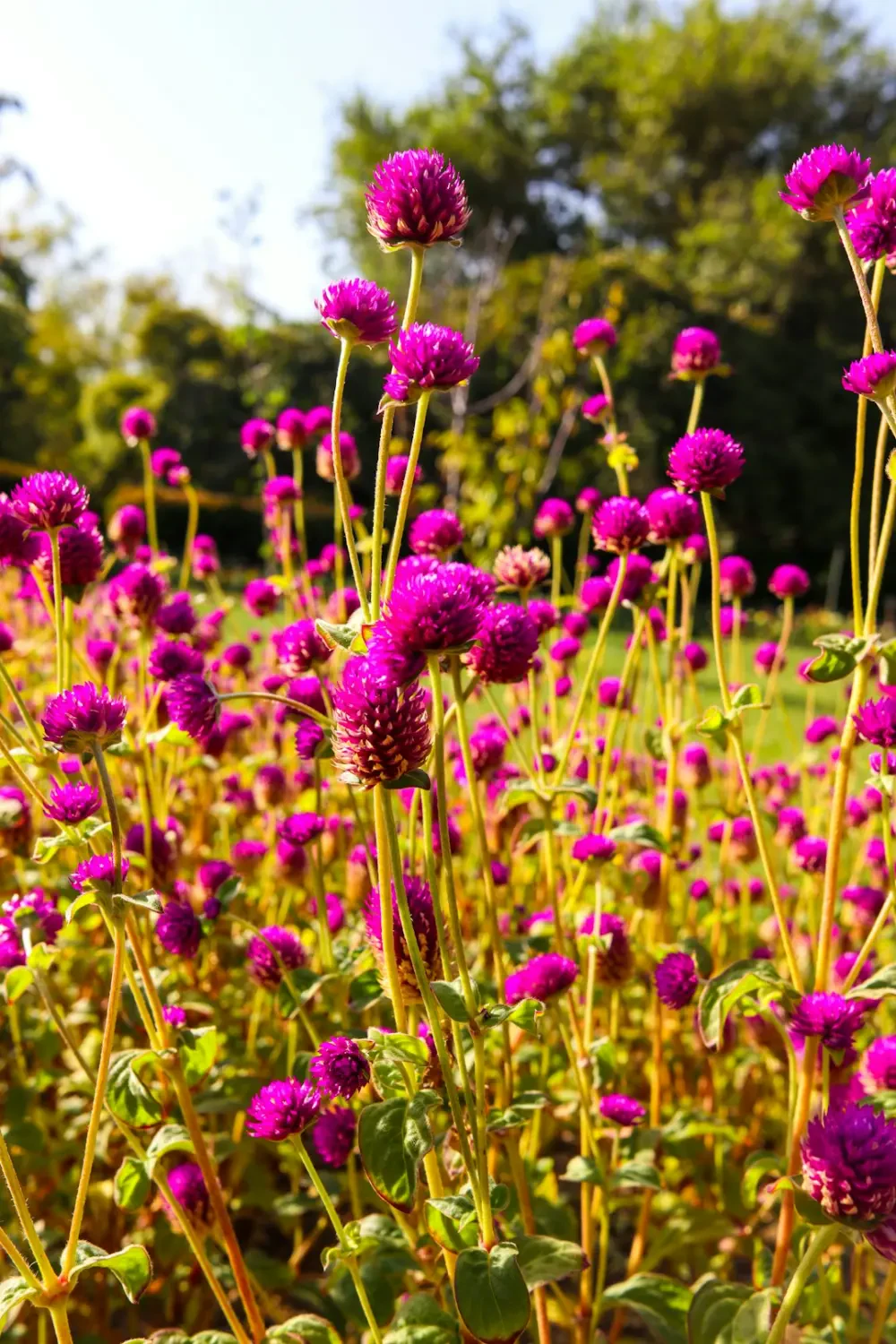 Những bông hoa Cúc Bách Nhật màu hồng và trắng tươi tắn