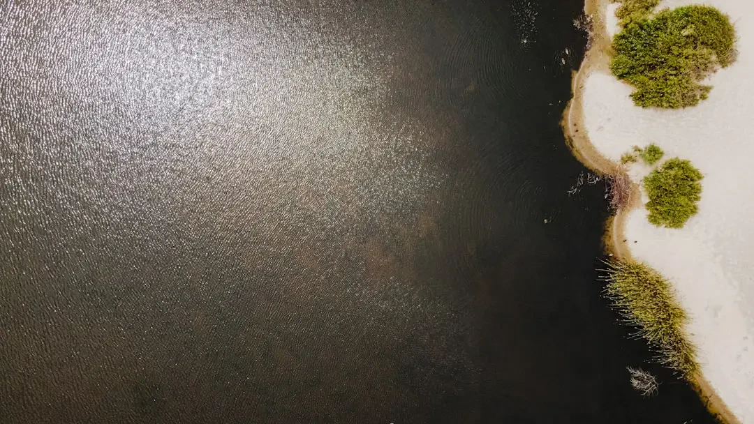 Chậu hoa Cúc Bách Nhật nhỏ xinh trên bàn