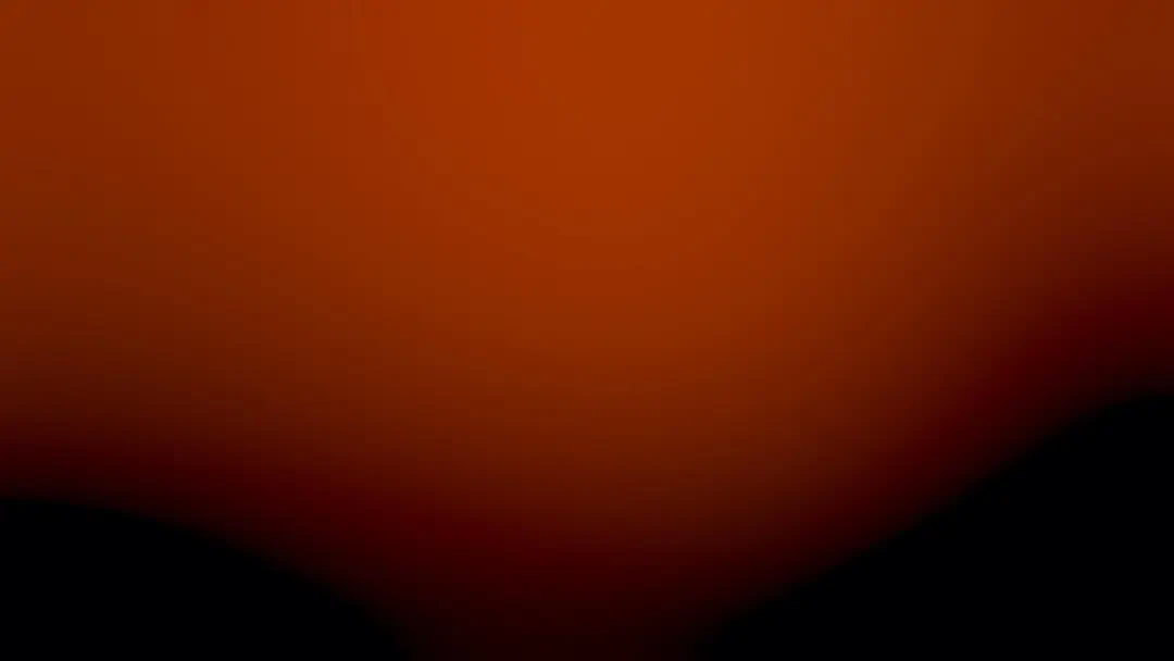 Những bông Cúc Bách Nhật màu hồng nở rộ dưới ánh nắng