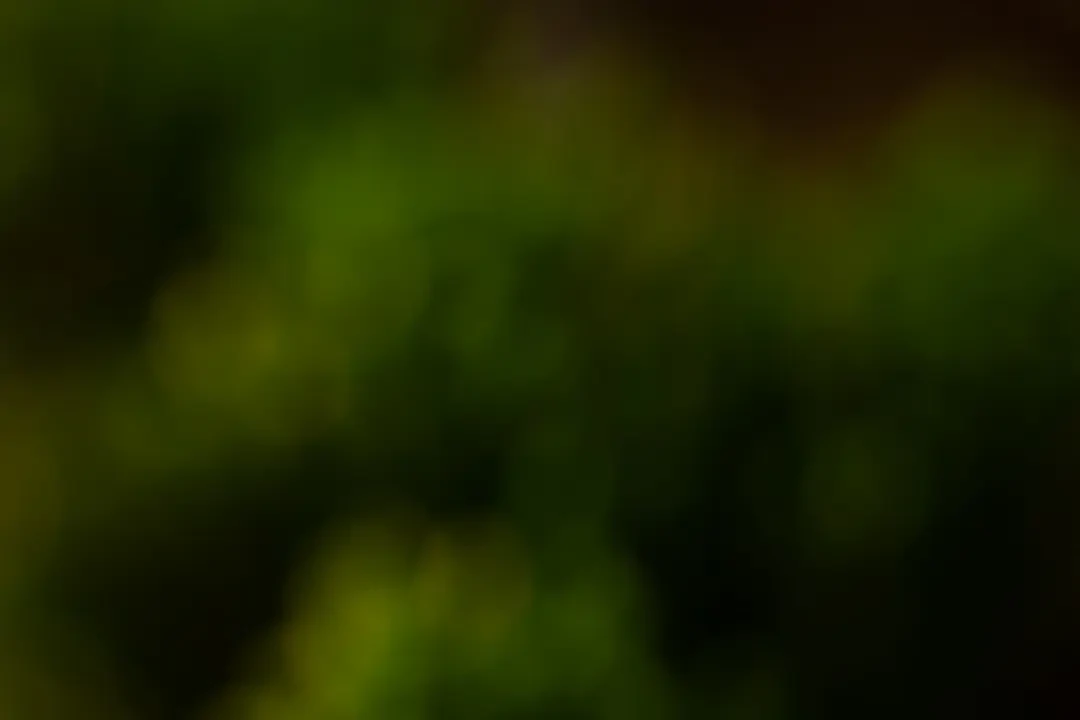 Bó hoa Cúc Bách Nhật đa sắc màu tươi tắn