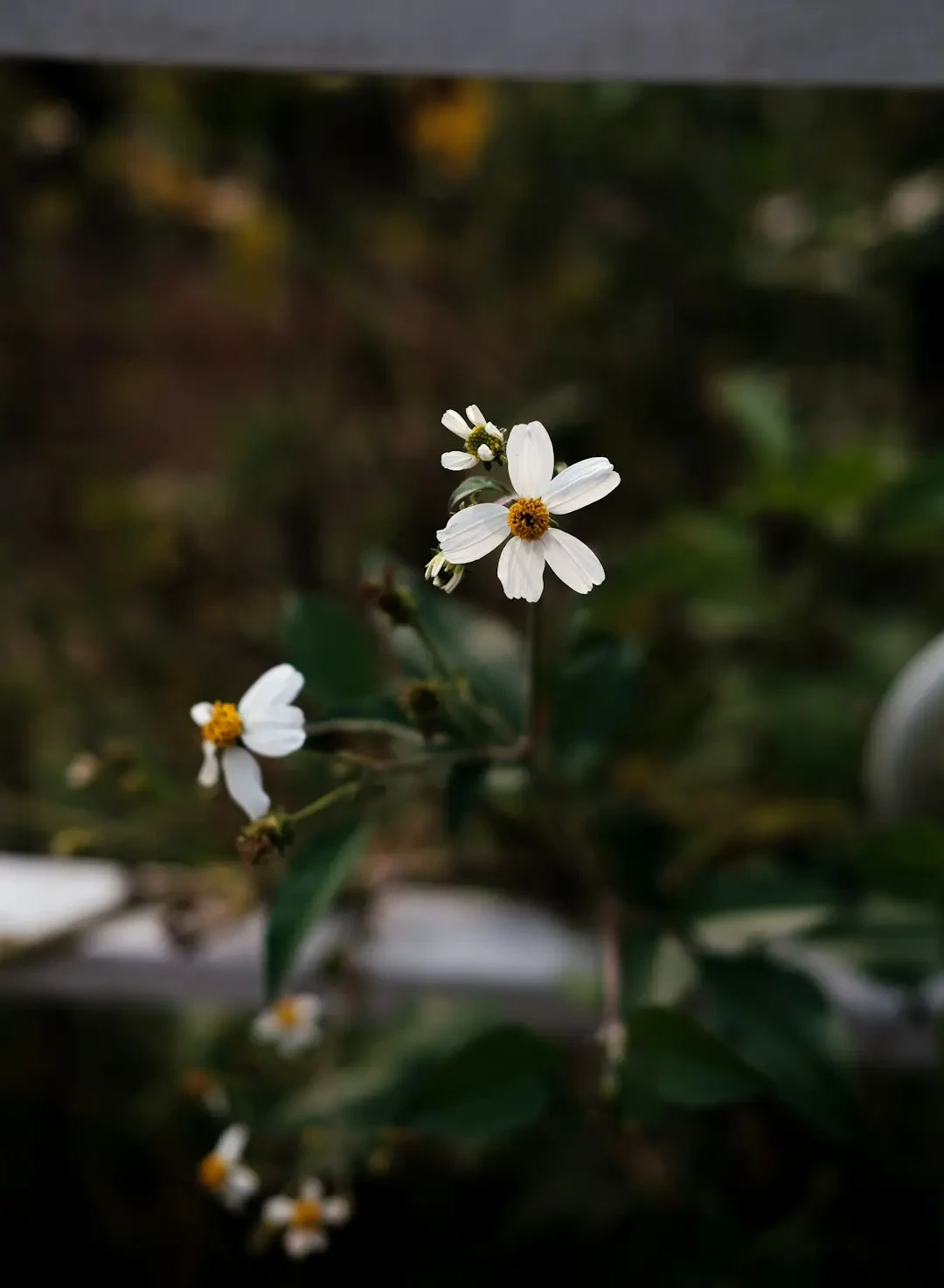 Ý Nghĩa Hoa Cúc Đà Lạt – Nguồn Gốc, Câu Chuyện & Cách Ứng Dụng