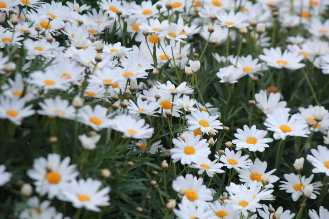 Vườn hoa Cúc Đà Lạt rực rỡ sắc màu