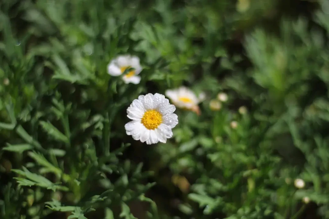 Những cánh hoa Cúc Đà Lạt e ấp dưới sương sớm